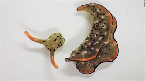 These Sea Slugs Can Self Decapitate And Grow A New Body Cnn Jenis Kacan