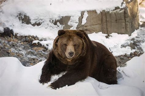 Animals In The News January 2015 Grizzly Bear Animals Bear