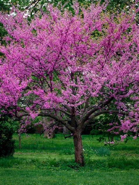 The following general descriptions are meant to highlight the featured attributes and are by no means an exhaustive reference. Buy Flowering Trees Online | The Tree Center™
