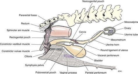 Ovaries And Uterus Veterian Key