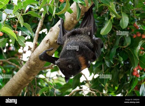 Grey Headed Flying Fox Perched Stock Photo - Alamy