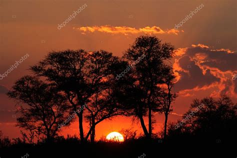 Savanna Sunset — Stock Photo © Ecopic 1995683