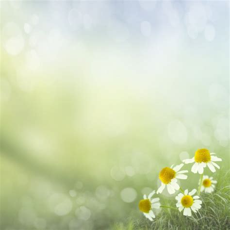 Daisies On Spring Background Stock Photo By ©krivosheevv 11084183