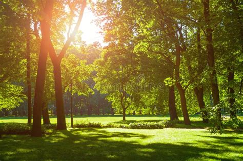 Summer Landscape Sunny Summer City Park With Green Summer Trees In