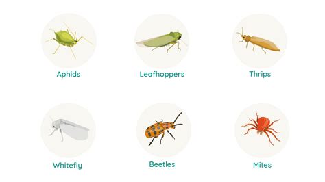 Common insect pests that affect vegetable crops. Pest Control: Managing Sucking Pests