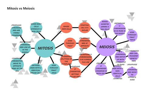 Complete The Concept Map Comparing Mitosis And Meiosis Map Images And