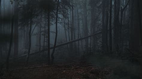 Download Wallpaper 3840x2160 Forest Fog Trees Gloomy Dark 4k Uhd 16