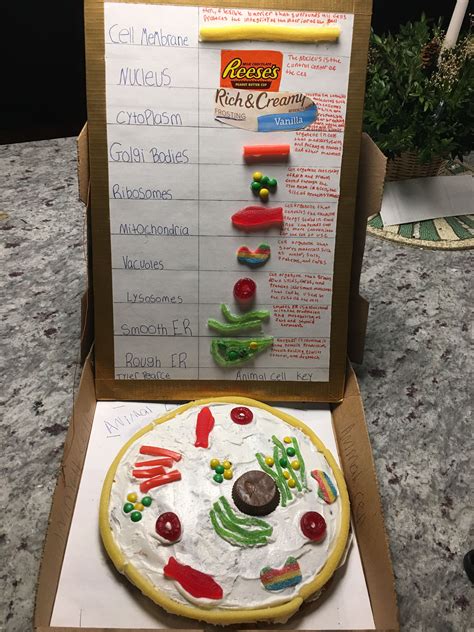 Edible Animal Cell Edible Cell Animal Cell Project