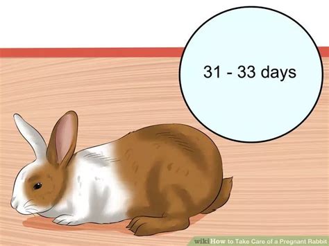 3 ways to take care of a pregnant rabbit wikihow pregnant rabbit female rabbit rabbit