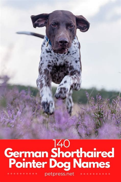 Top 140 Best German Shorthaired Pointer Dog Names
