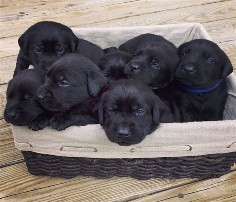John's water dog of newfoundland. week old black lab puppies - Fit for Fun