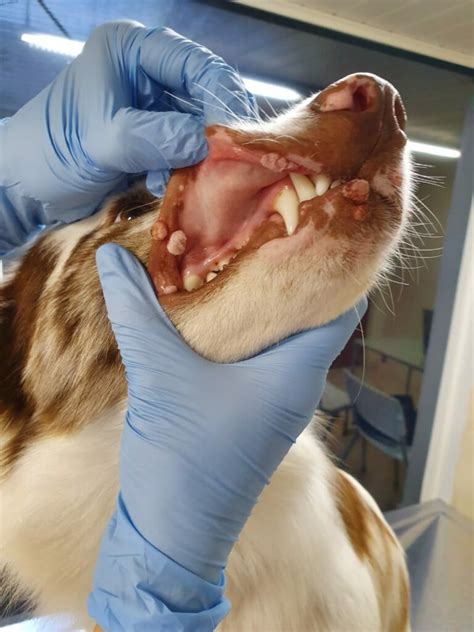 Verrugas Papilomatose em cães PetCare Hospital Veterinário