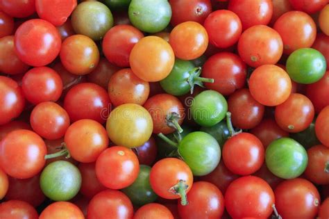Small Tomatoes Colorful Orange Green Orange Stock Photo Image Of