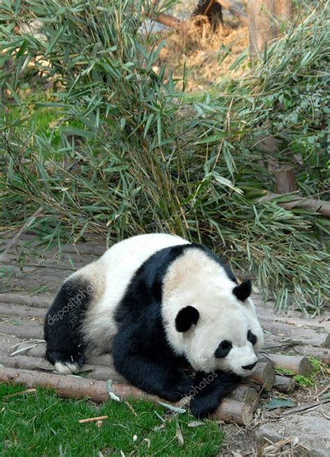 Panda En La Reserva Chengdu Panda Base De Investigación Chengdu De