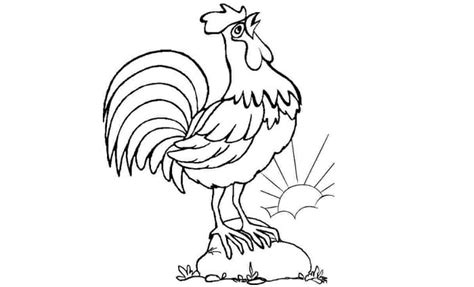 11 Contoh Sketsa Ayam yang Mudah dan Simple - BROONET