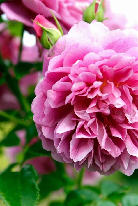 The 10 Most Fragrant Flowers To Plant In Your Garden Fragrant Flowers