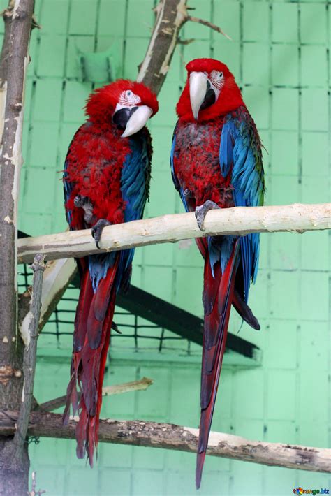 Parrots Red Macaw Free Image № 45996