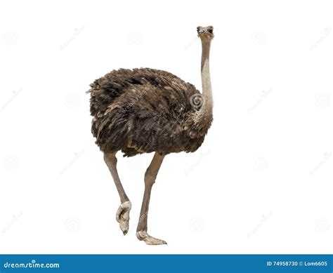 Ostrich Isolated On Green Background Stock Photo