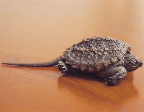 Itap Of A Baby Alligator Snapping Turtle That Showed Up On My Back