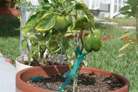 Companion Planting For Peppers Insteading