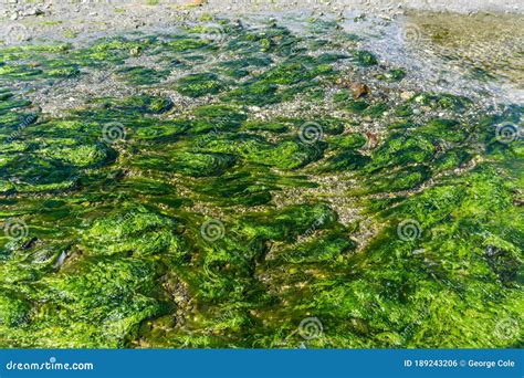 Tide Pool Seaweed Stock Photo Image Of Shore Northwest 189243206