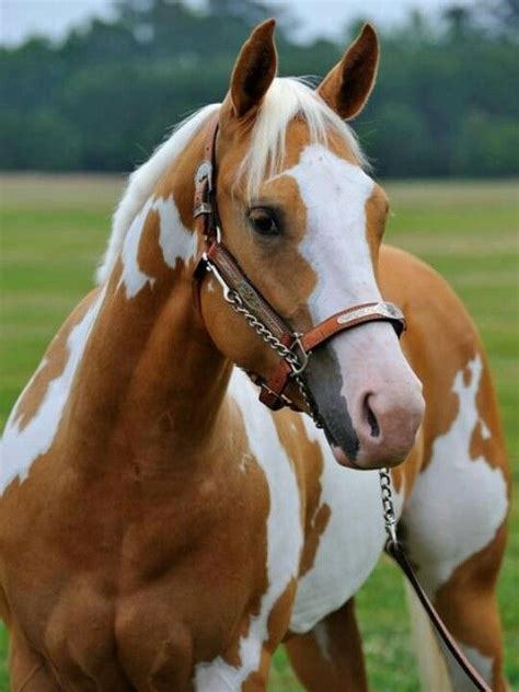 Beautiful Palomino Paint Horse I Want To Own A Ranch And Have A Horse
