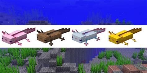 All Axolotl Colors In Minecraft Pro Game Guides