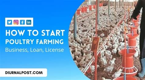 How To Start Poultry Farming Chicken Farm Registration Loan