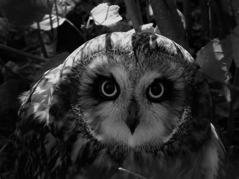 Short Eared Owl Portrait Bandw Olympus Digital Camera Flickr