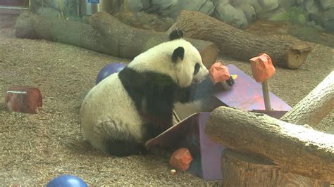 Panda Twins Celebrate Birthday At Zoo Atlanta