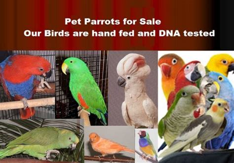 Home Pet Bird Breeders