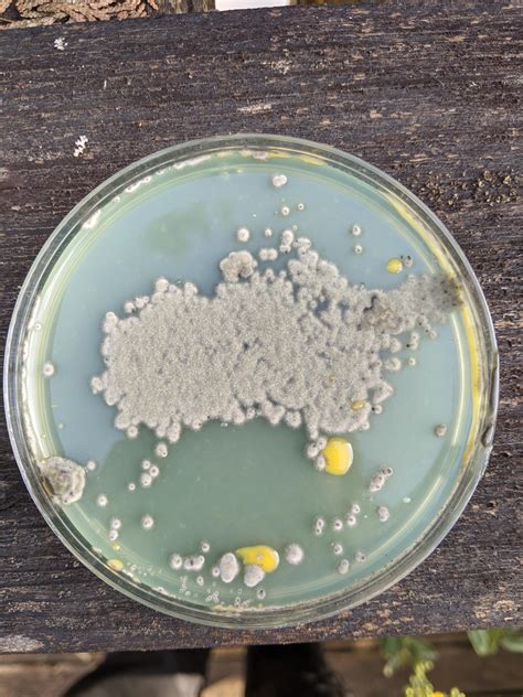 Golden Teacher Cubensis Mushrooms Grown In Agar From Spore Syringe