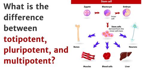 What Is The Difference Between Totipotent Pluripotent And Multipotent