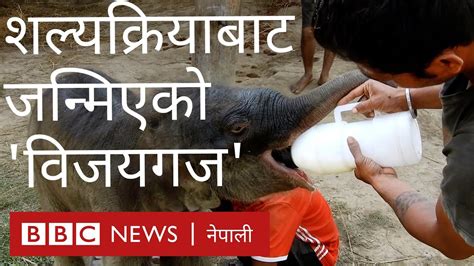 नेपालमा पहिलो पटक शल्यक्रियाबाट हात्तीको बच्चाको जन्म बीबीसी न्यूज नेपाली youtube