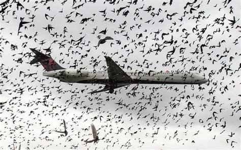 What Happens When A Plane Collides With A Flock Of Birds Readers Digest