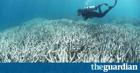 Coral Bleaching Has Changed The Great Barrier Reef Forever Video