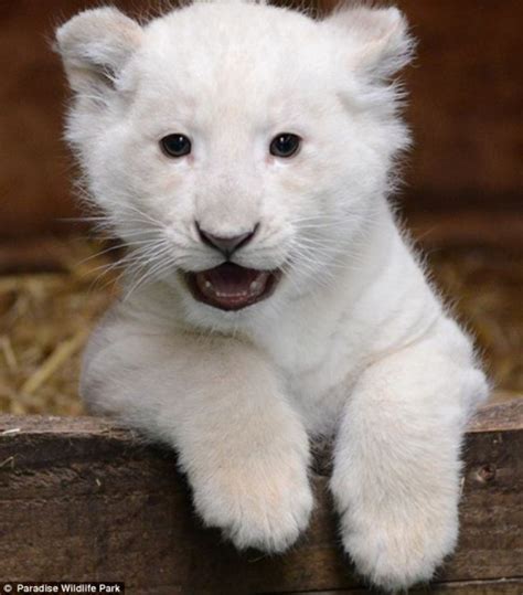 Adorable White Baby Lion Adorible Animals Pinterest
