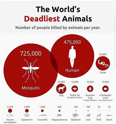 The Worlds Deadliest Animals Deadly Animals Animal Infographic