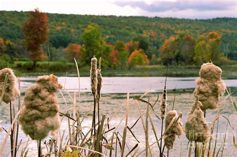 Cattail Pond Photograph By Sandy Webster Fine Art America
