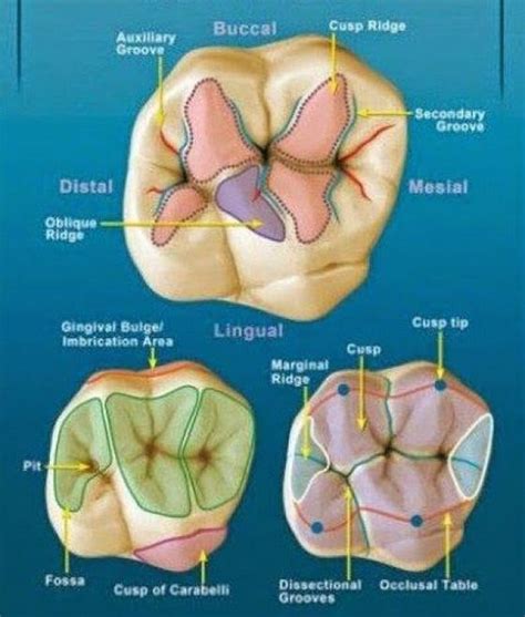 Molar Anatomy Shared By Dr Gregory Bowen San Antonio Dentist