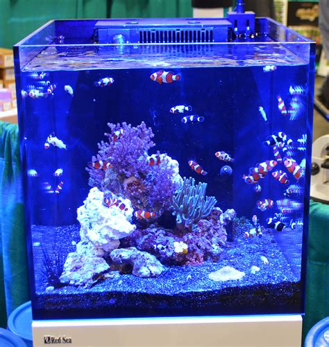 Saltwater Tanks Of The Aquatic Experience 2016