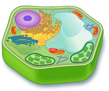 We did not find results for: Plant cells | All about plant