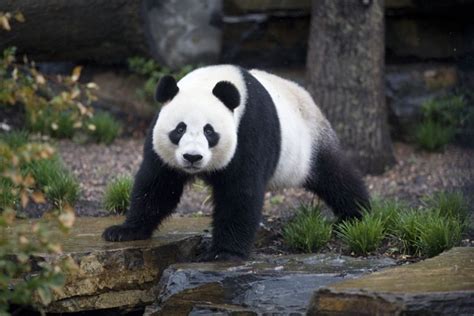 Pandas Freed From Quarantine Abc Local Australian Broadcasting