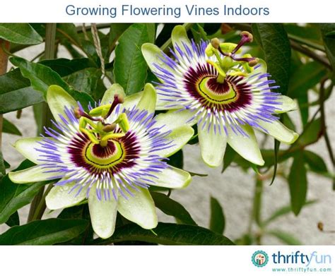 Growing Flowering Vines Indoors Passion Flower Passion