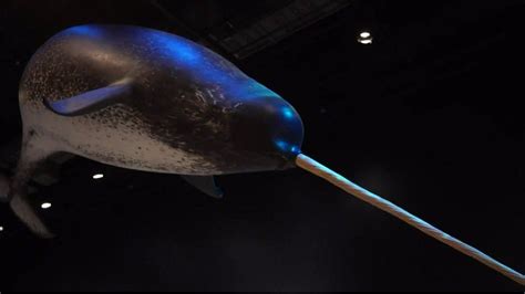Unicorn Of The Sea Narwhals Arctic Home Is Melting Narwhal Narwhal