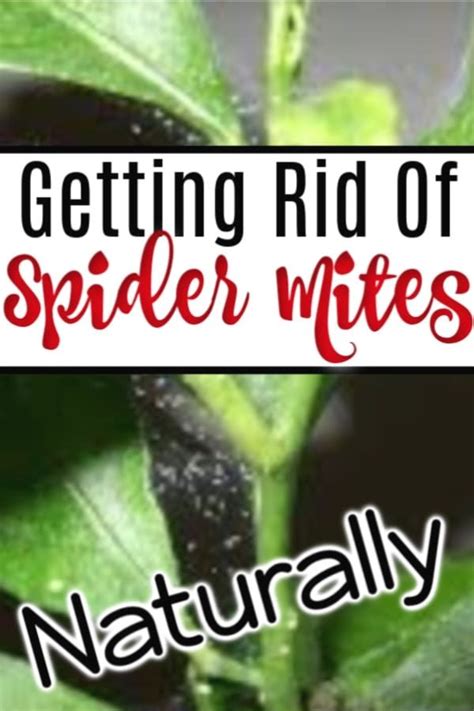 How To Deal With Spider Mites Naturally In Spider Mites Get Rid
