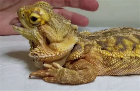 30 Signs Of An Unhealthy Bearded Dragon You Must Know