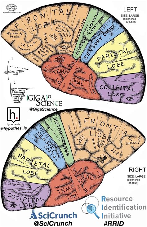 Brain Hat Brain Pinterest Brain Brain Science And