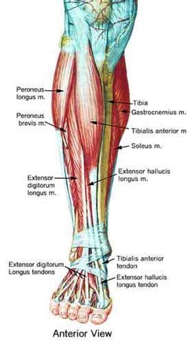 The accompanying muscle diagram reveals the position of the muscles of the lower legs in this pose. Pin on BODY PARTS