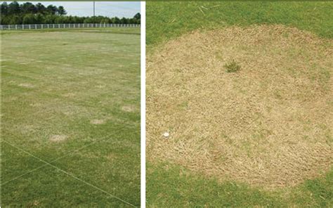 Effective Spring Dead Spot Solutions For Your Turf